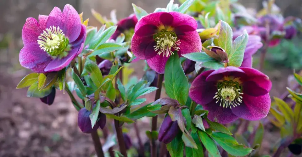 Čemeřice (Helleborus)