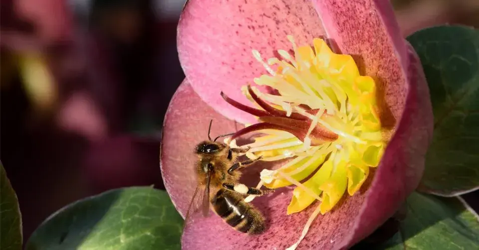 Čemeřice (Helleborus)