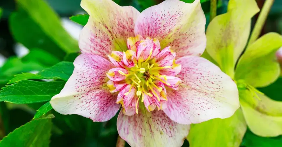 Čemeřice (Helleborus)