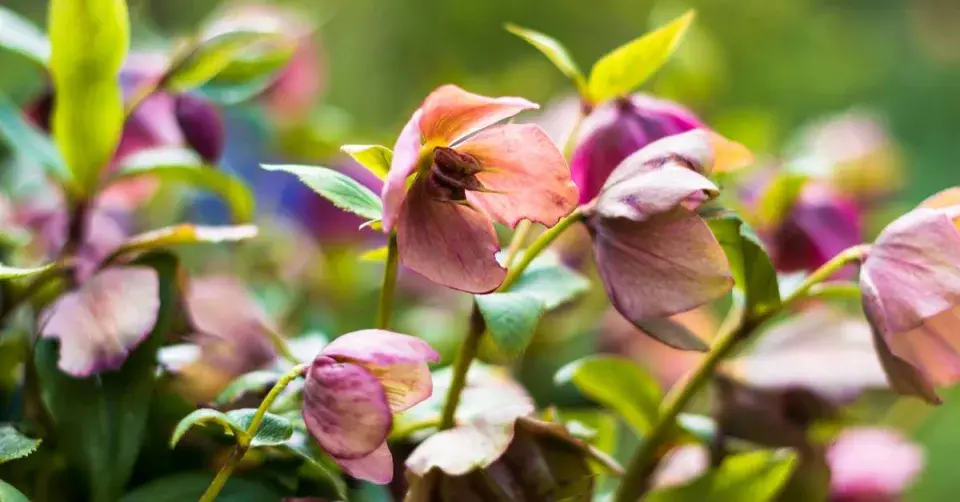 Čemeřice (Helleborus)