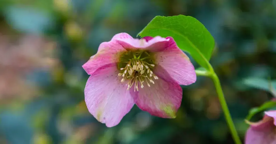 Čemeřice (Helleborus)