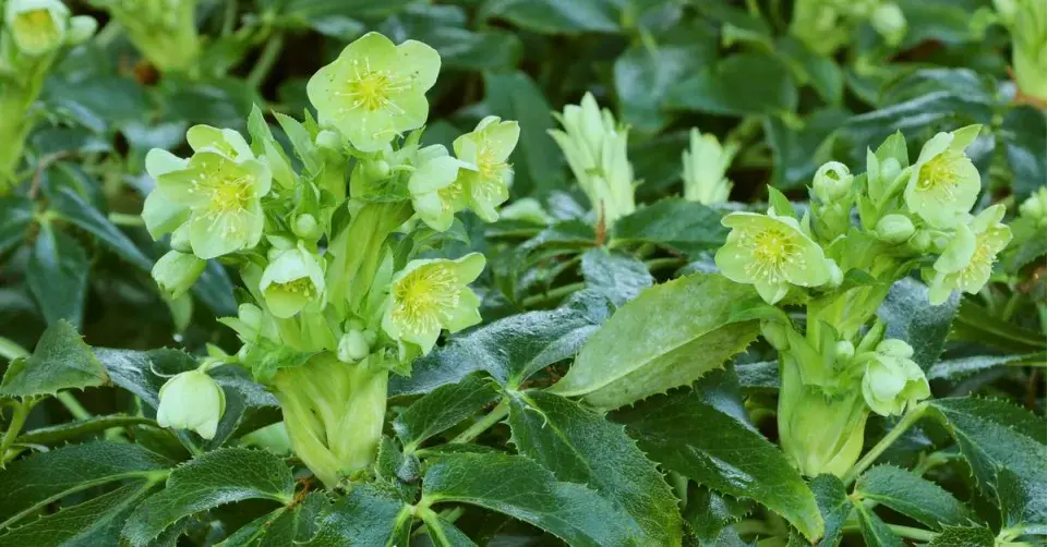 Čemeřice (Helleborus)