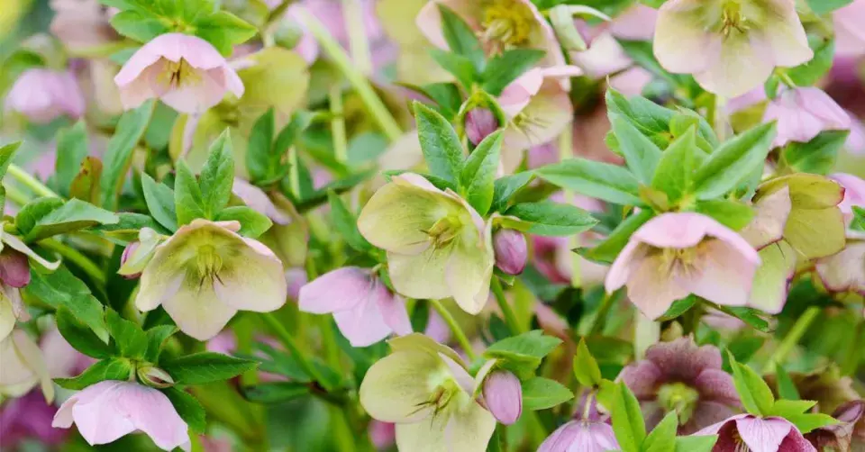 Čemeřice (Helleborus)