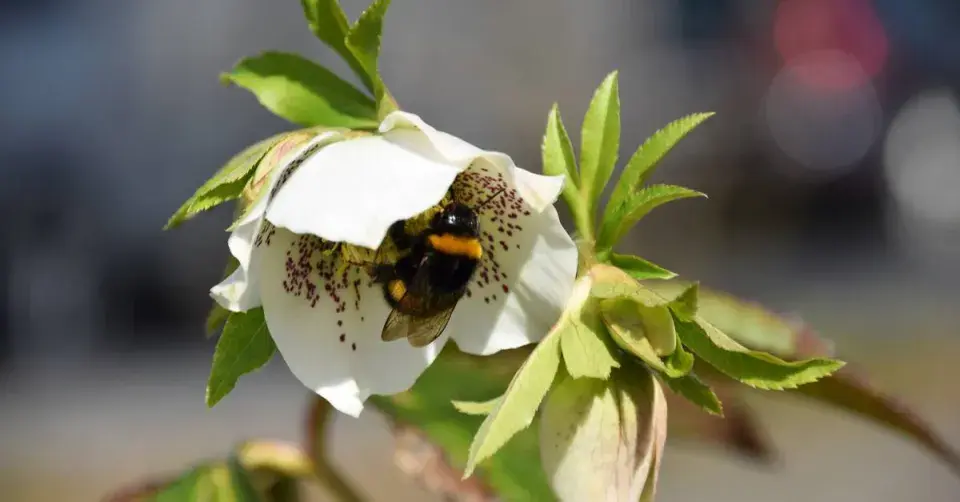 Čemeřice (Helleborus)