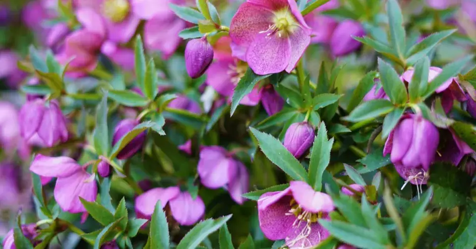 Čemeřice (Helleborus)