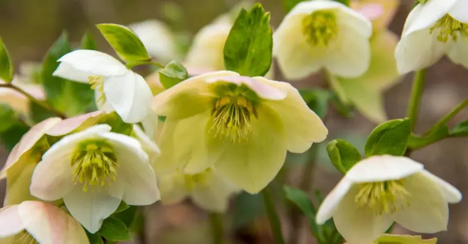 Čemeřice (Helleborus)