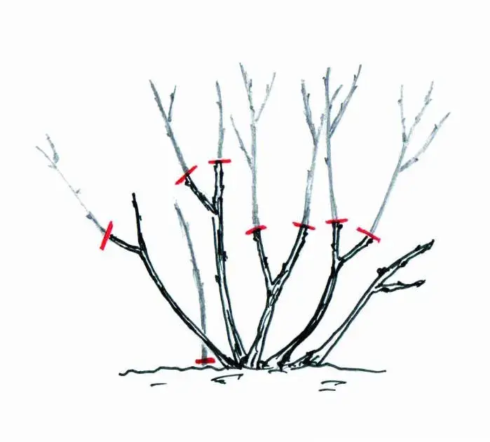 Řez keřových růží