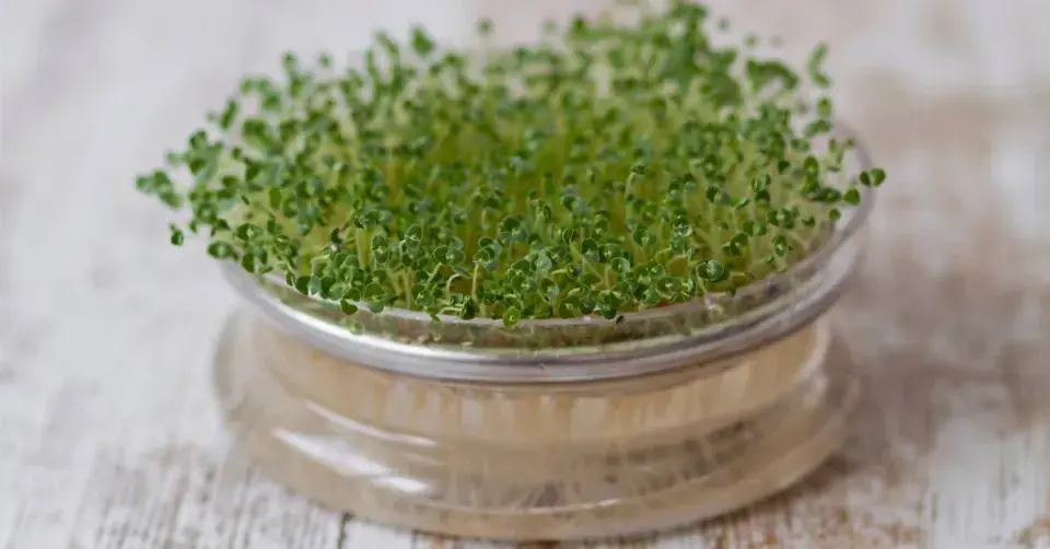 Skleněné nakličovadlo