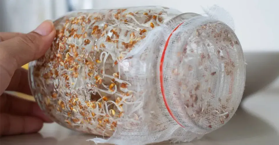 Nakličování semen ve sklenici