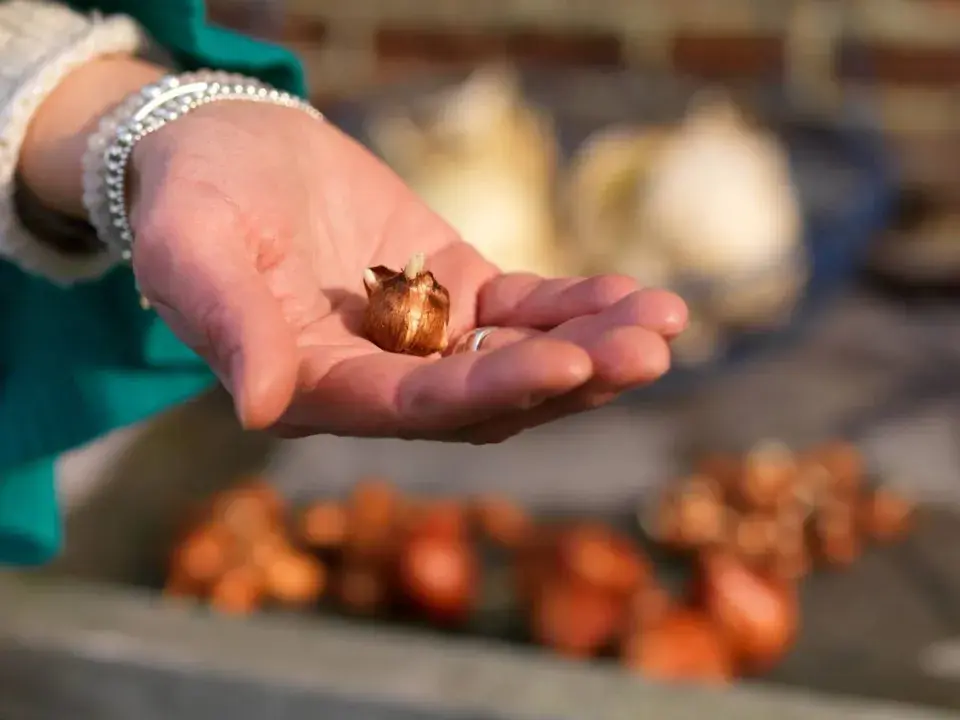 Cibulové hlízky krokusů