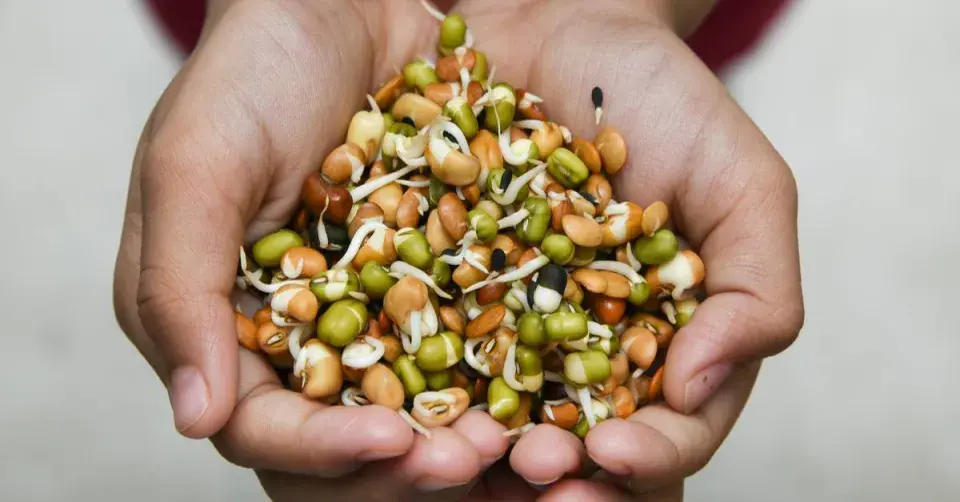 Hrst naklíčených semen