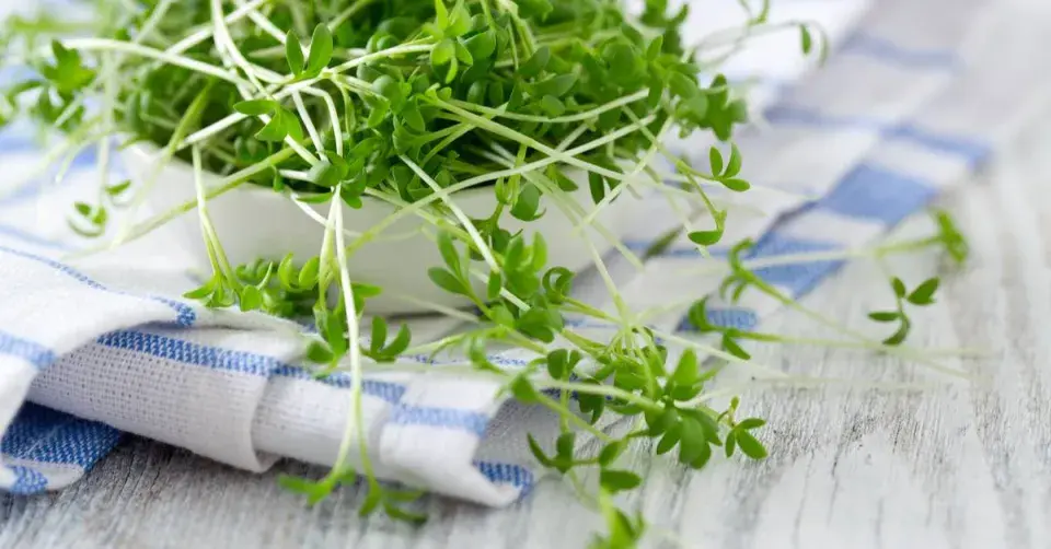 Naklíčená řeřicha