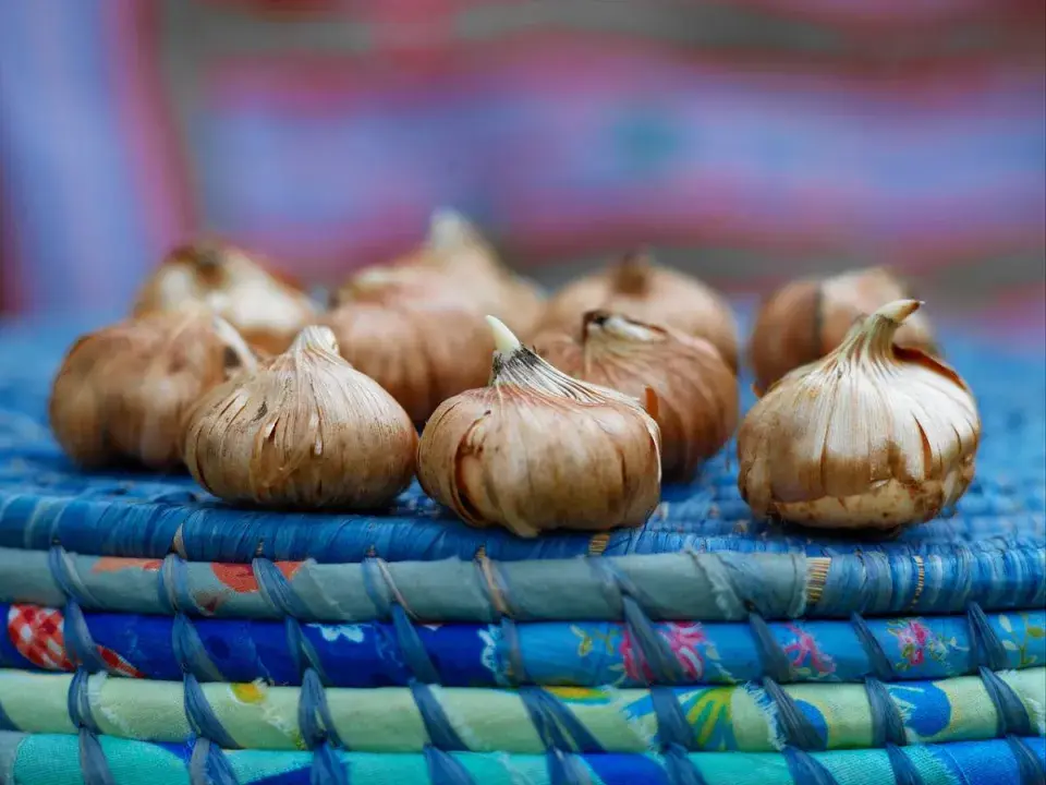 Cibulové hlízky mečíků