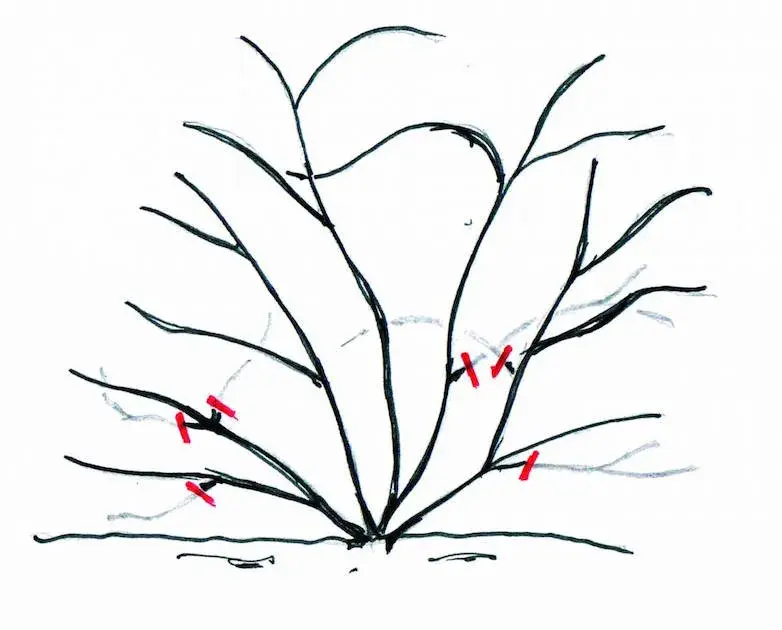 Řez pnoucích růží