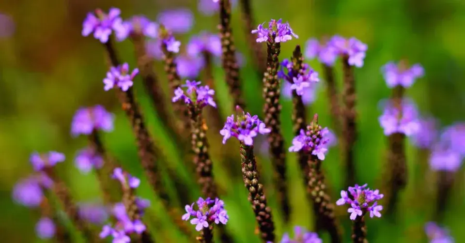 Sporýš šípovitý