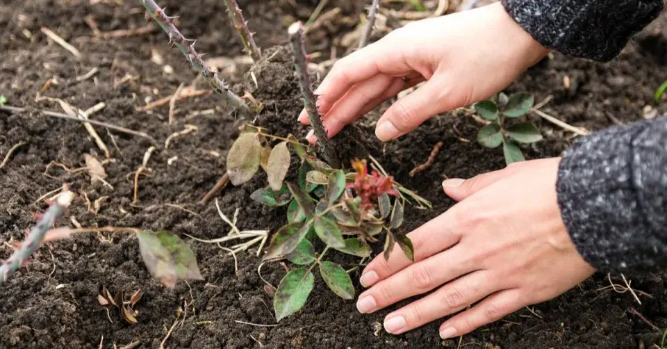 Přihrnování růží