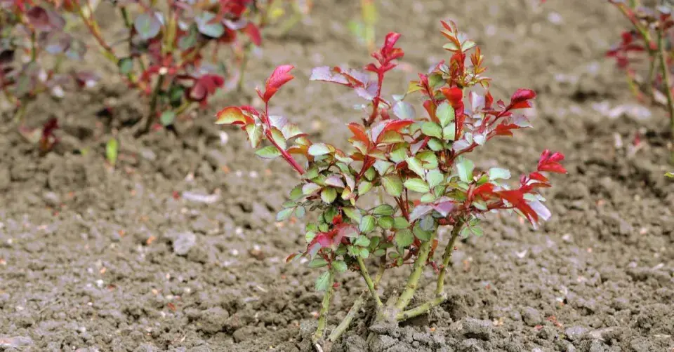 Okopávání růží