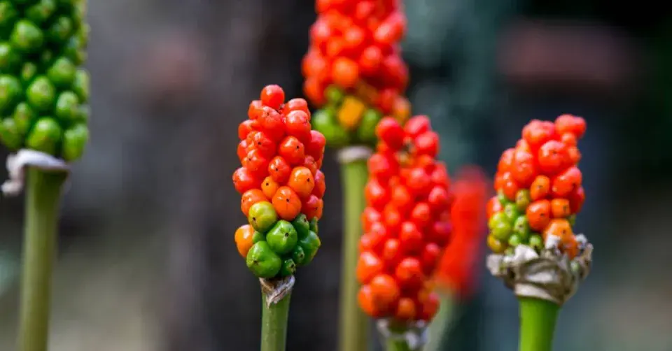 Plody árónu italského