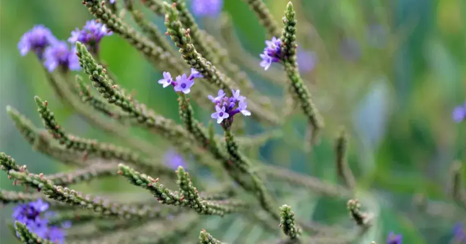 Sporýš šípovitý