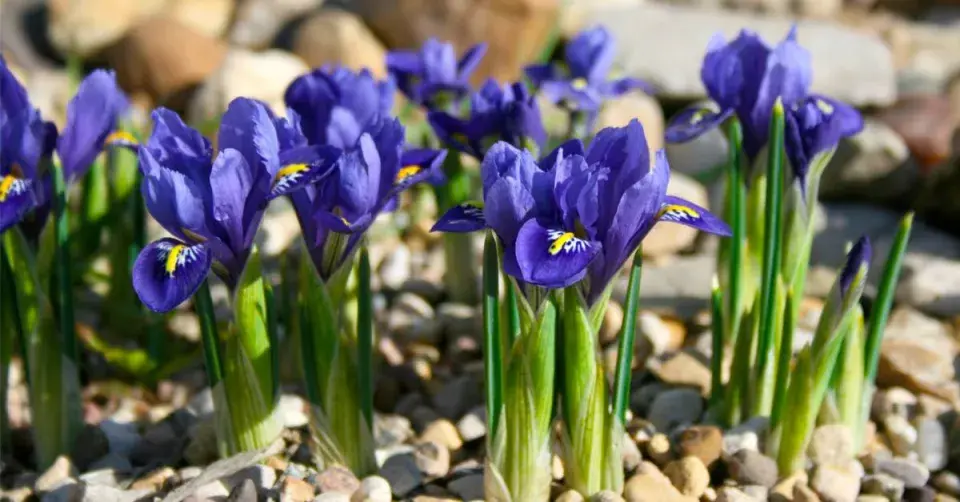 Kosatec síťkovaný