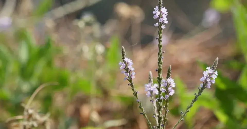 Sporýš lékařský