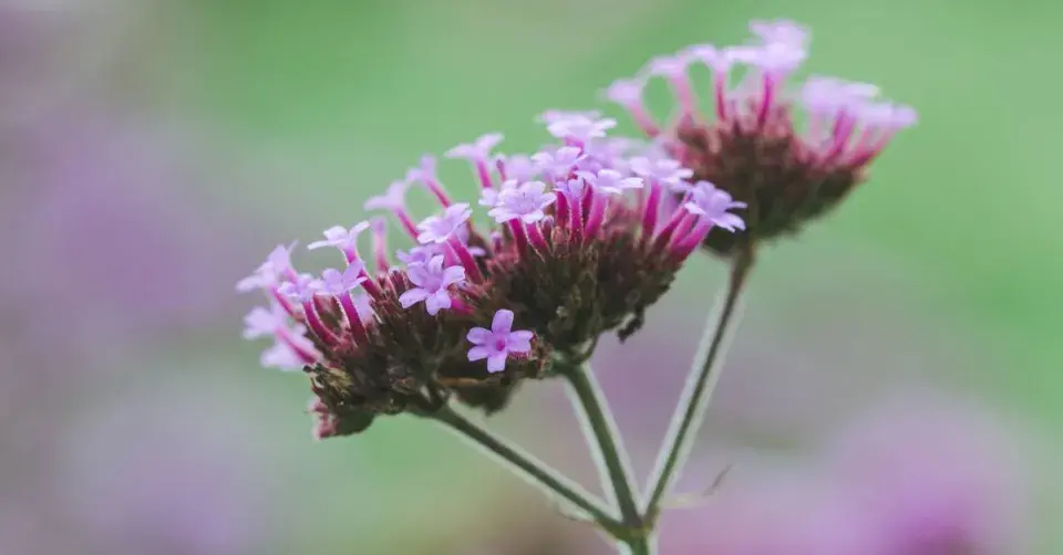 Sporýš argentinský - květ