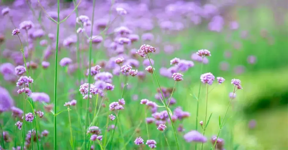 Sporýš argentinský