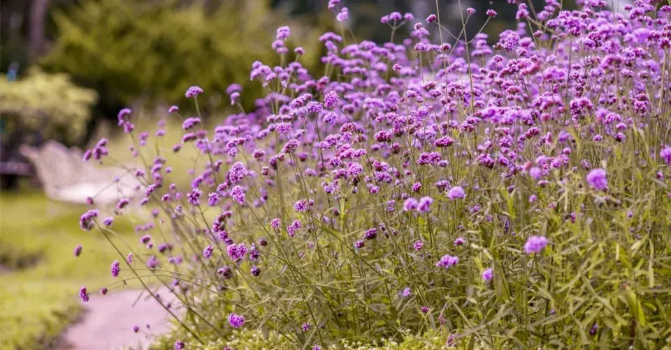 Sporýš argentinský