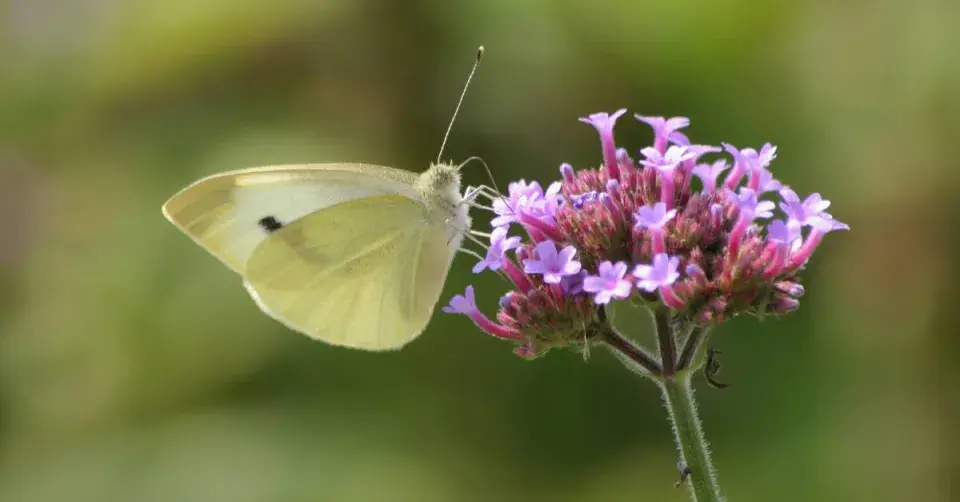 Sporýš argentinský