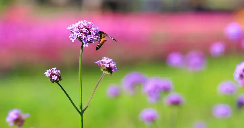 Sporýš argentinský