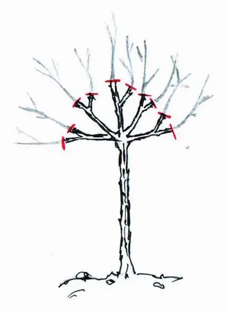 Řez stromkových růží