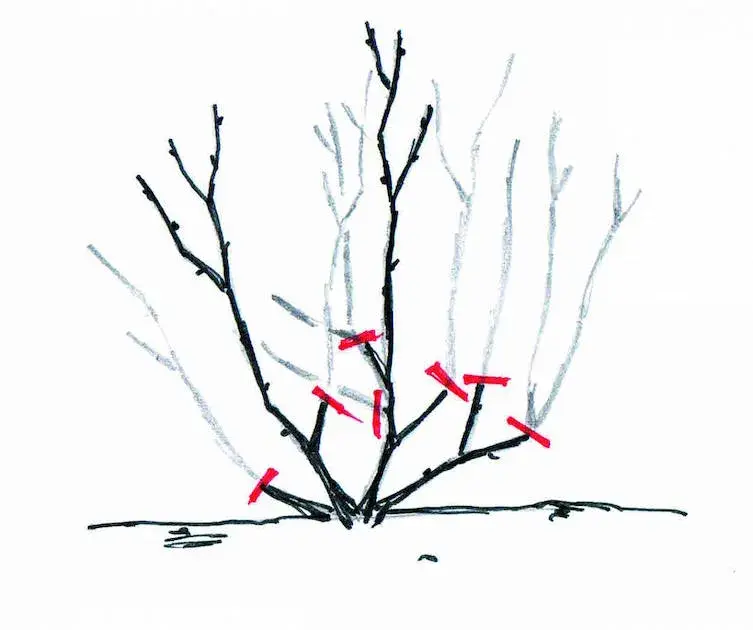 Řez záhonových růží a čajohybridů