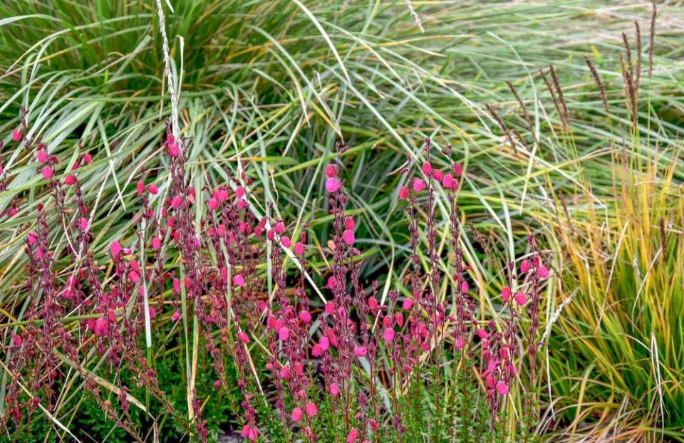 Červené květy vřesovce