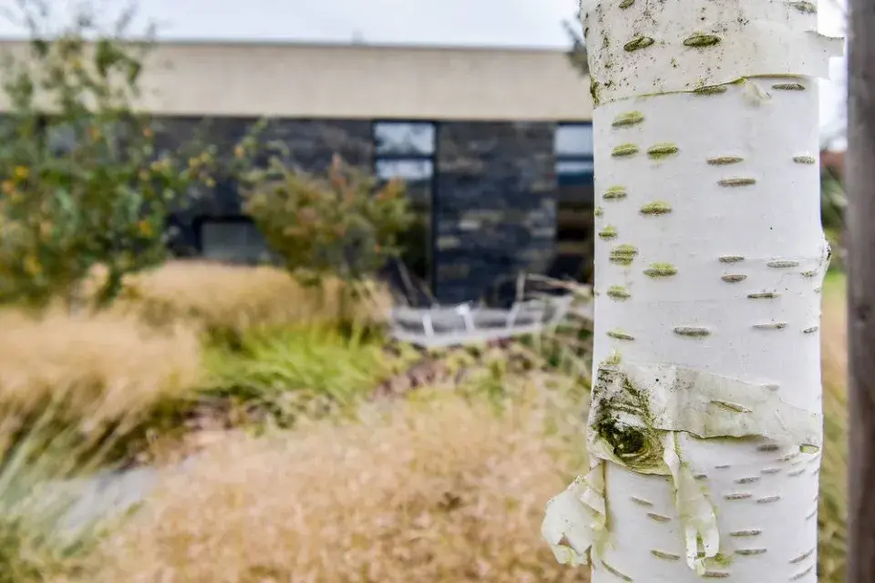 Bílá březová kůra