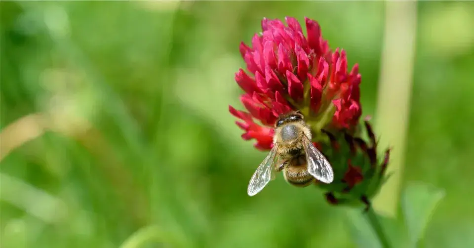 Včela na květu inkarnátu