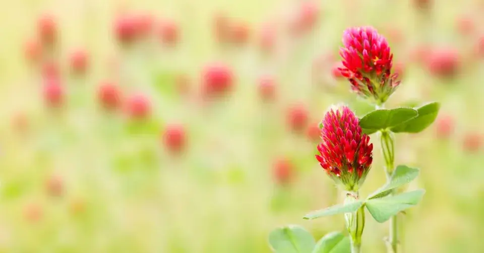 Květe jetele nachového