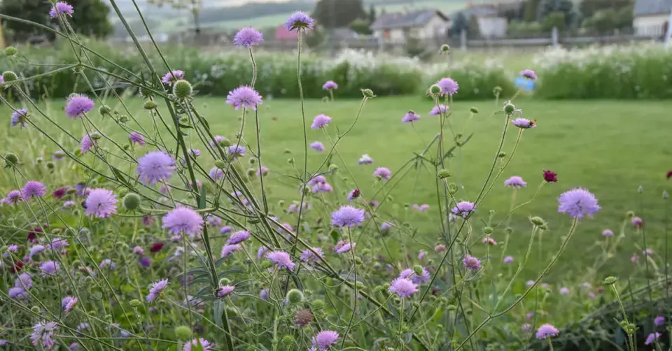 Záhony kolem trávníku