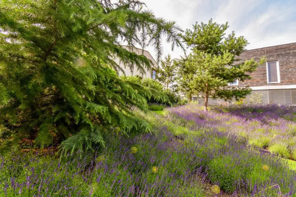 Levandule na zahradě