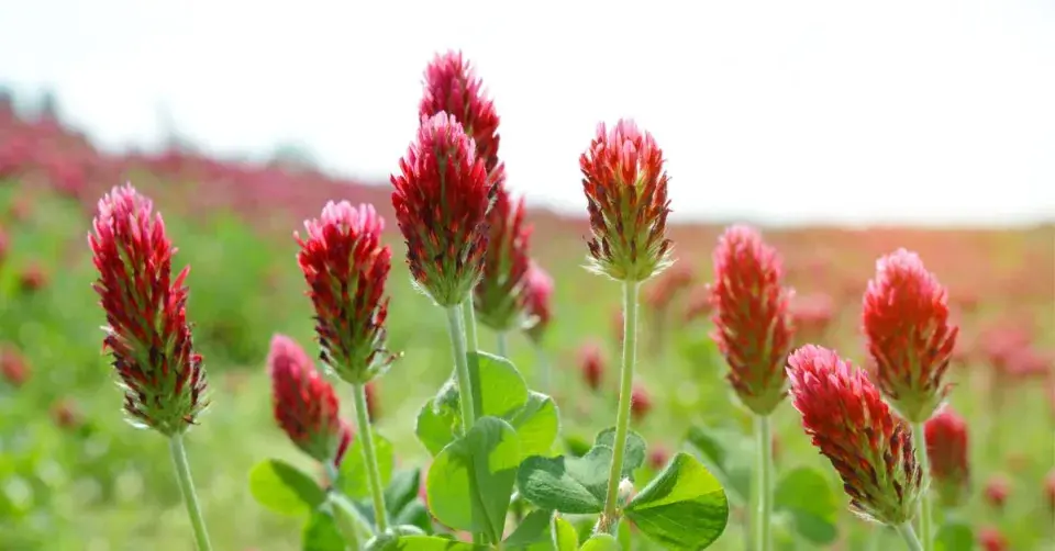 Květy jetele nachového