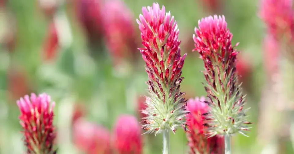 Květy jetele inkarnátu