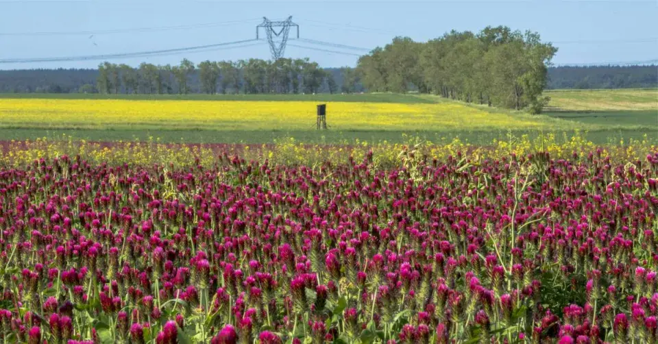 Pole jetele růžáku