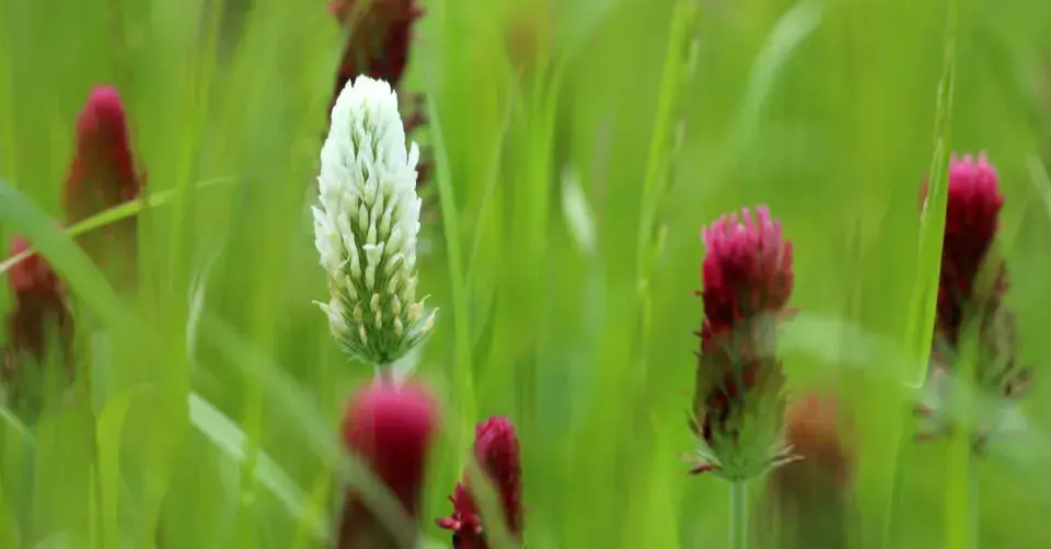 Bílý květ jetele nachového