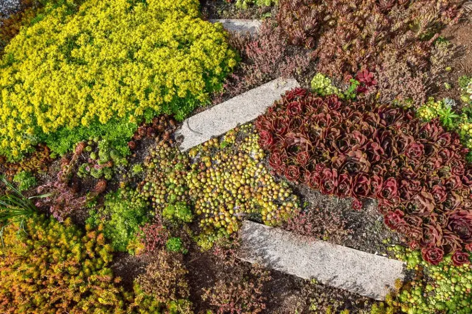Rozchodníky a netřesky