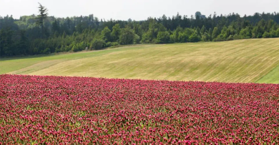 Pole jetele nachového