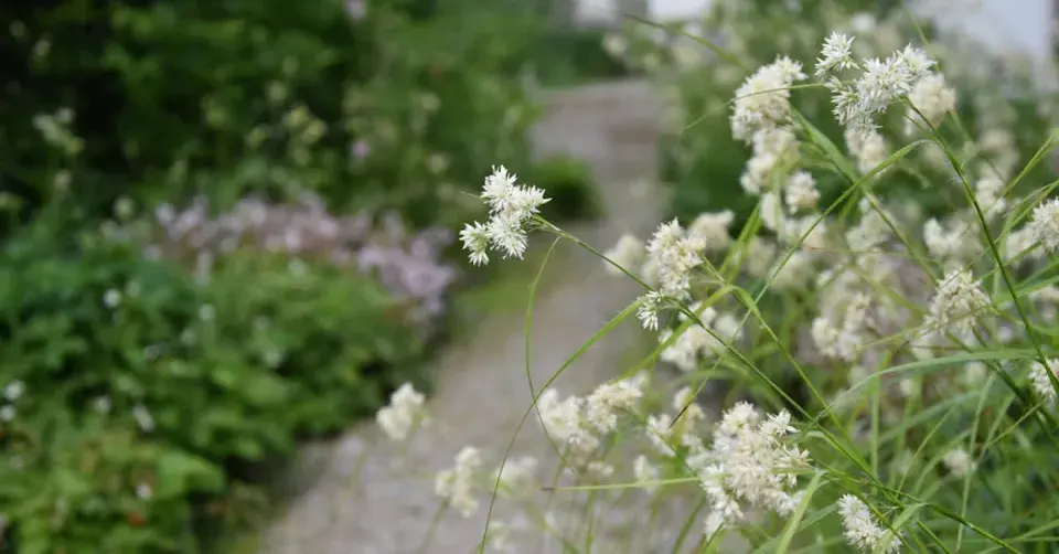 Trvalky toulavého stínu