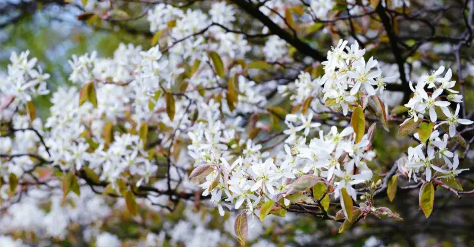 Muchovník Lamarckův