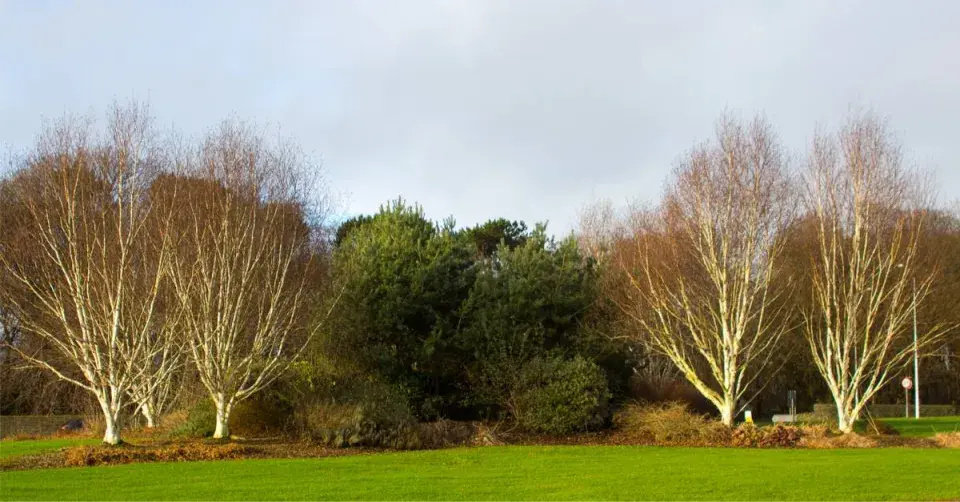 Bříza himalájská