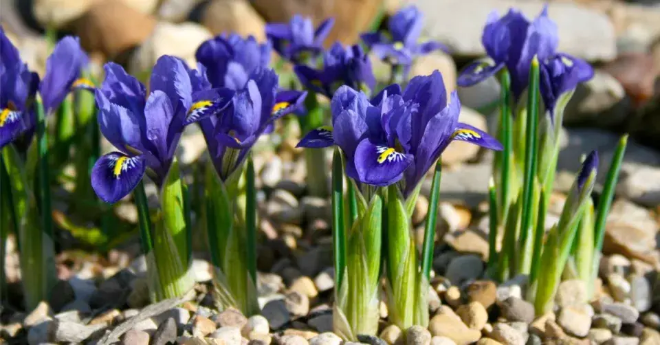 Kosateček síťkovaný