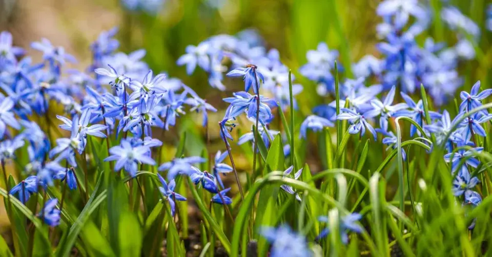 Ladonička bělomodrá