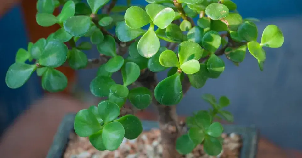 Portulakárie africká